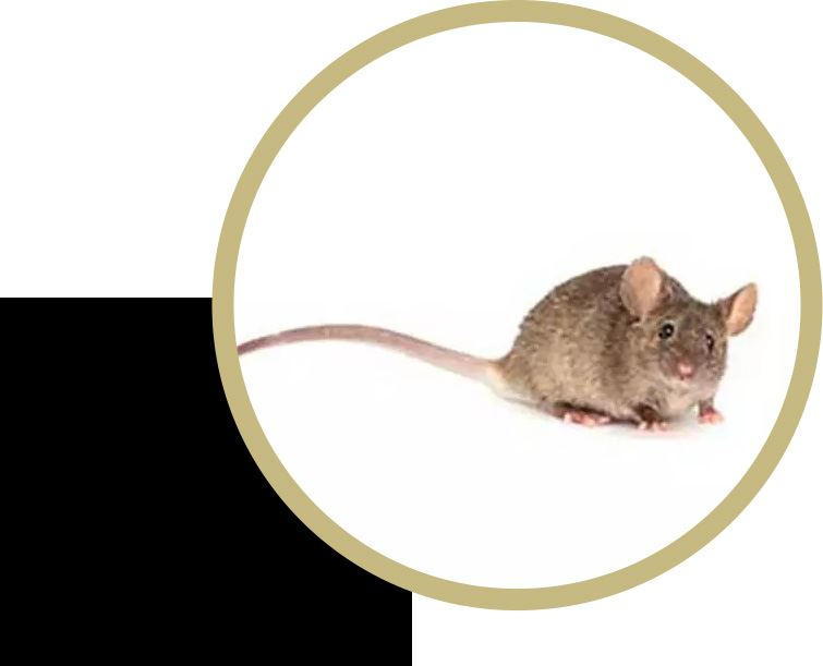 How to Get Rid of Rats in Las Vegas: Tips and Tricks for Successful Rodent Removal