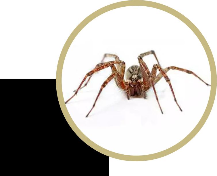 Spider Spotlight: House Spiders · ExtermPRO