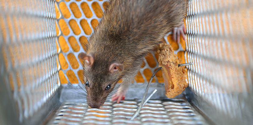 Rodent Control