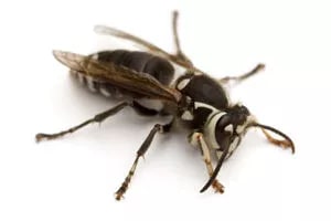 Bald-Faced Hornets