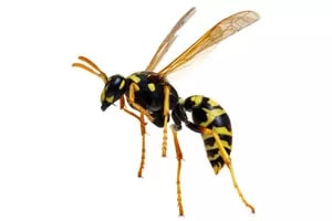 image of a Wasp