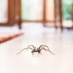 Spider inside of a house