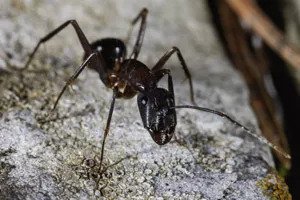 Carpenter Ant