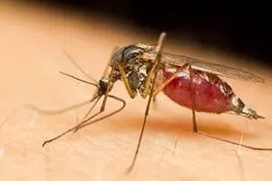 the-dangers-of-mosquito-bites